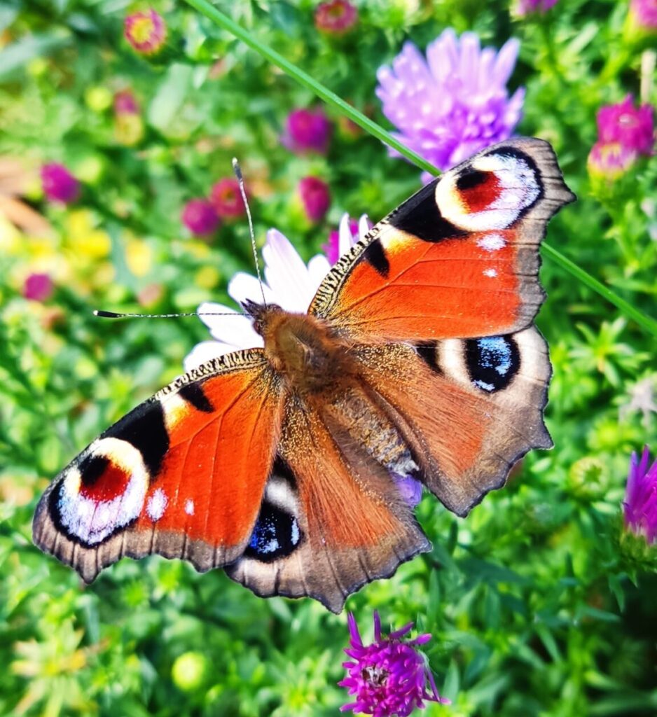 motyl rusałka pawik