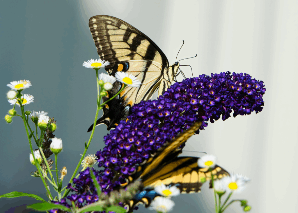 motyle na budleji