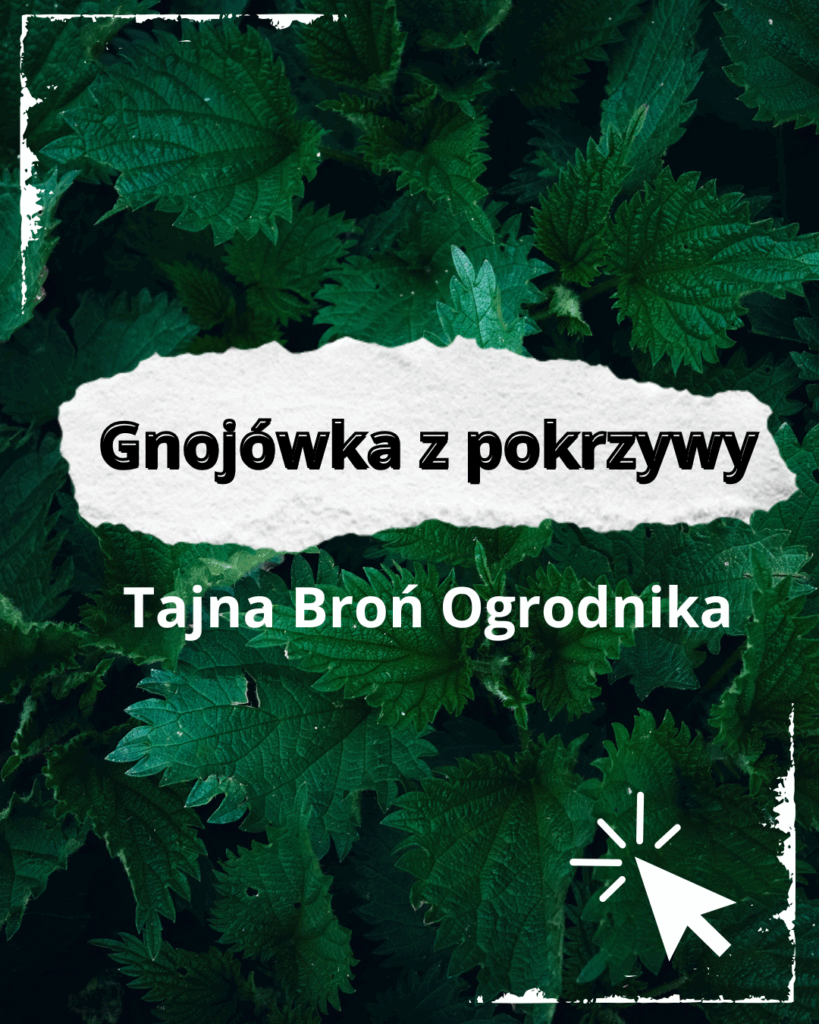 gnojówka z pokrzywy. link
