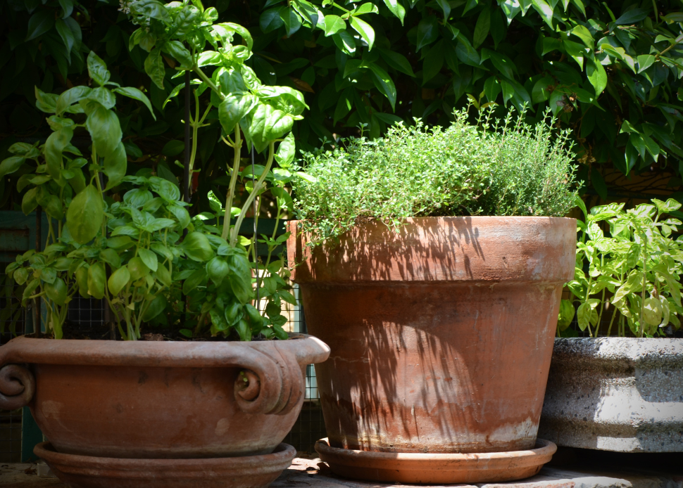 bazylia. tymianek w donicy