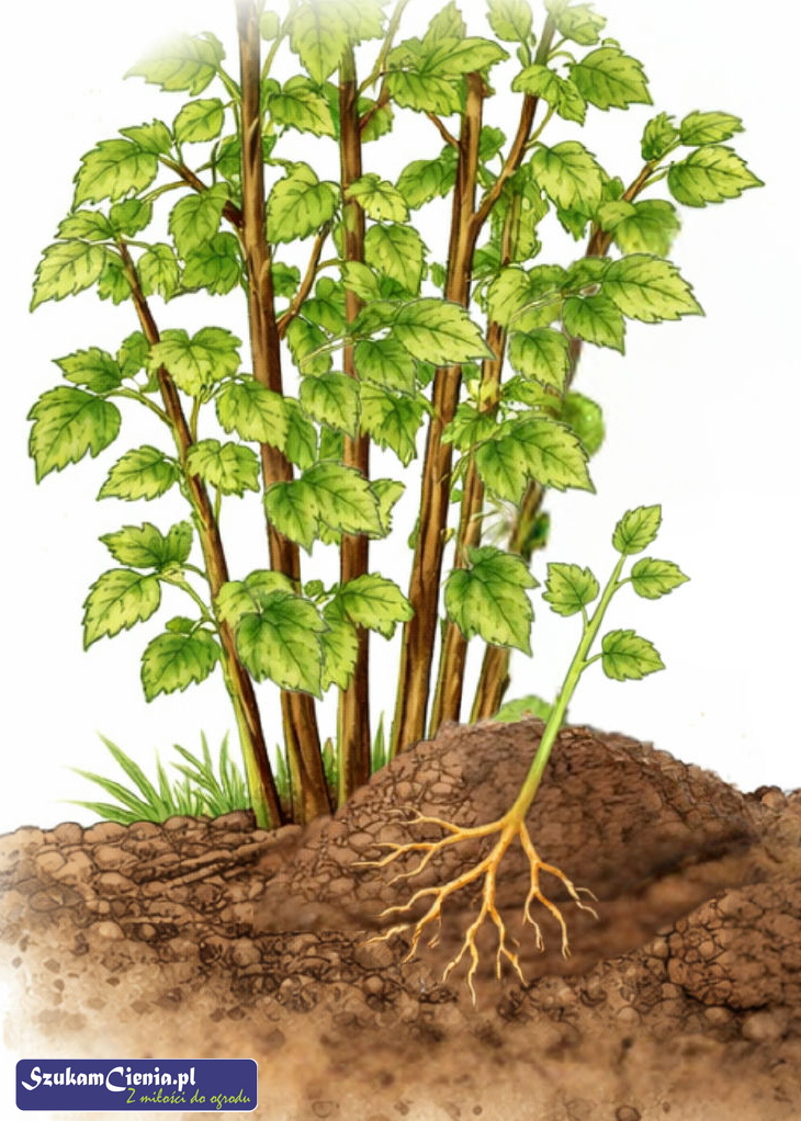 odkład pionowy porzeczki