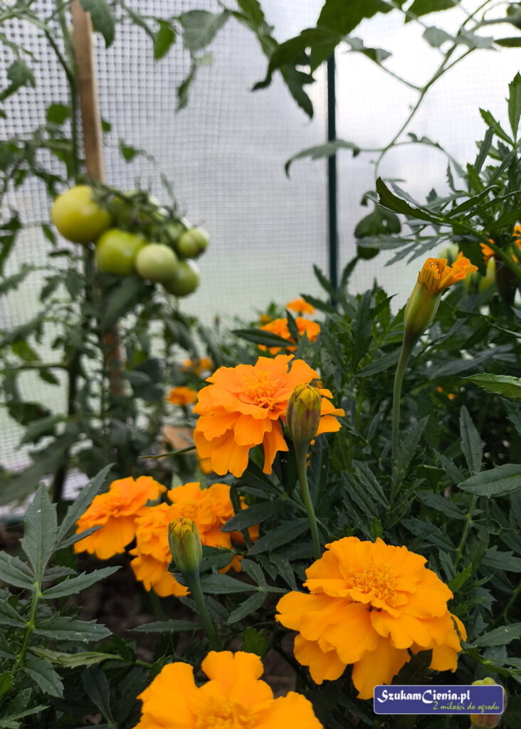 pomidory i aksamitki