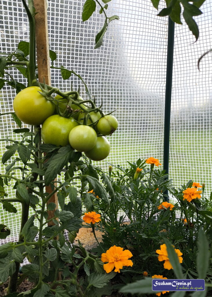 pomidory i aksamitki