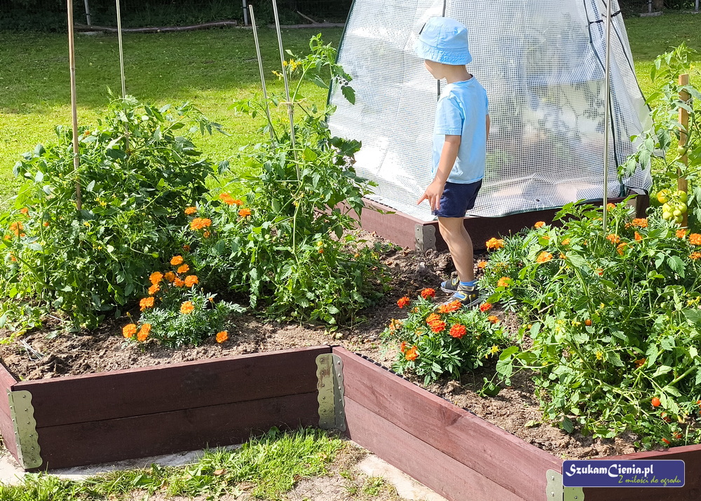podwyższone grządki i rosnące pomidory