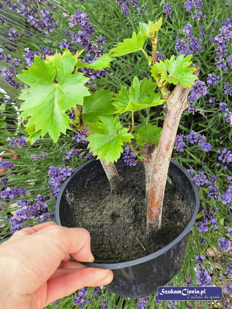 sadzonki winorośli