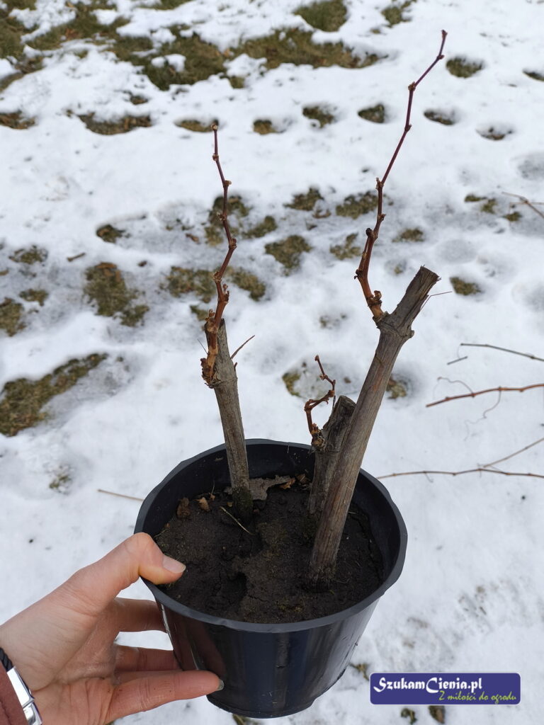 sadzonka winorośli zimą