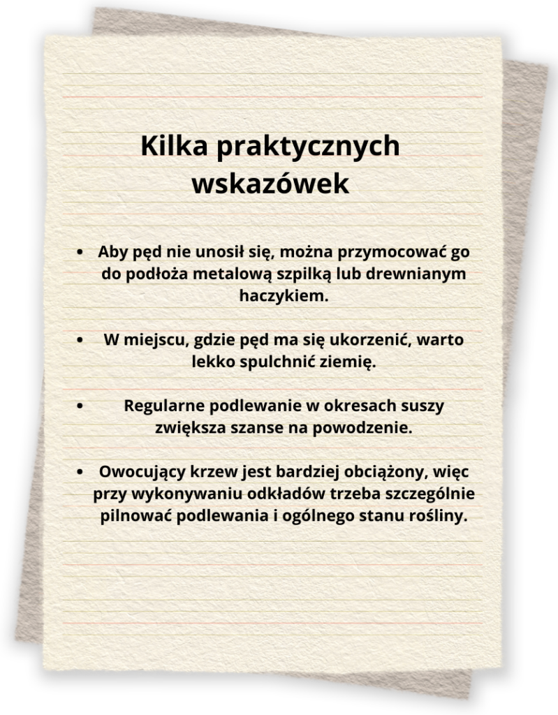 jak prawidłowo rozmnażać rośliny