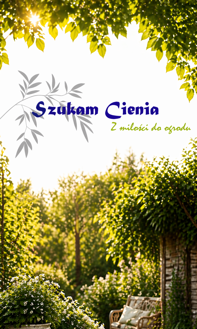 nazwa bloga szukam cienia