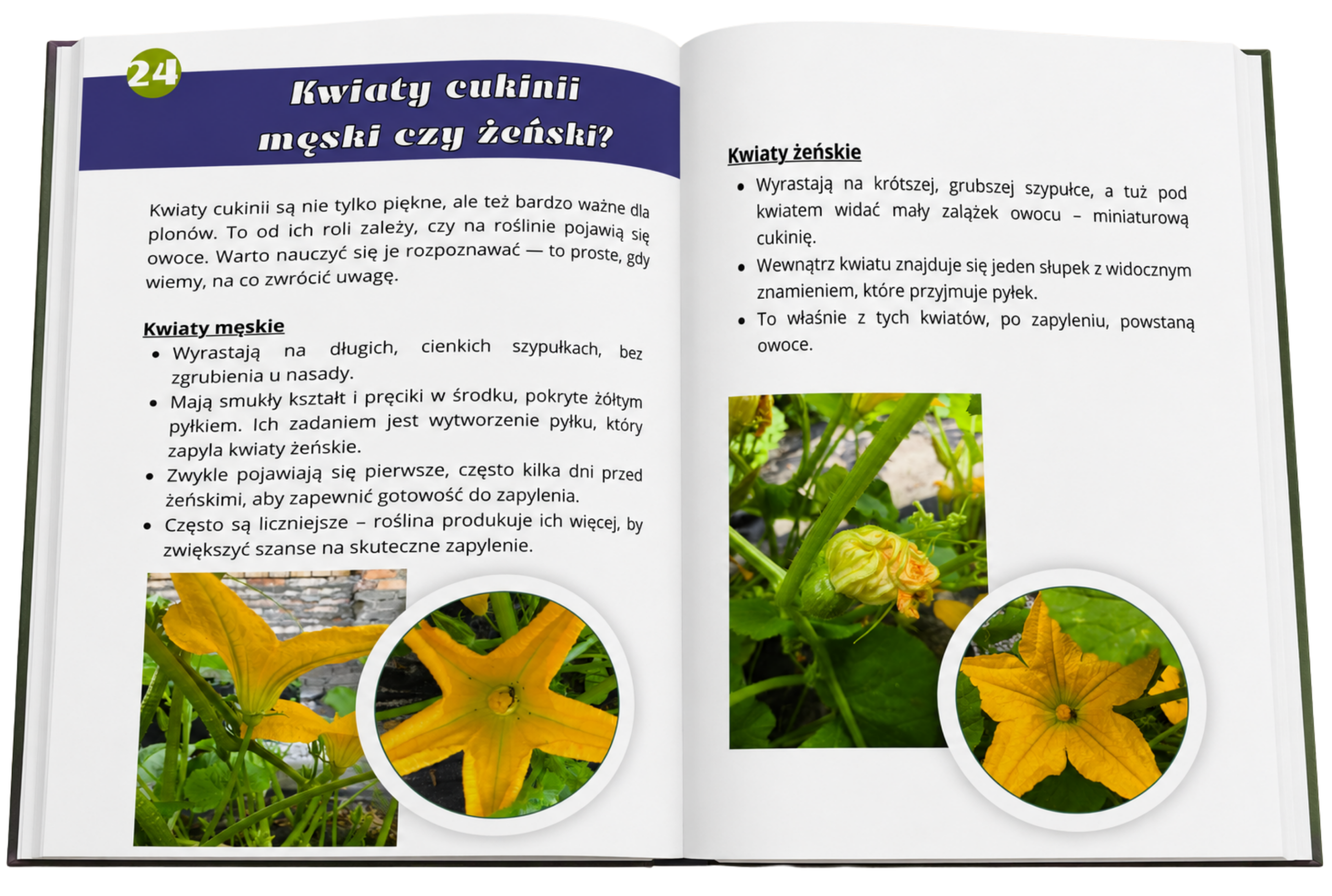 poradnik ogrodniczy uprawa warzyw