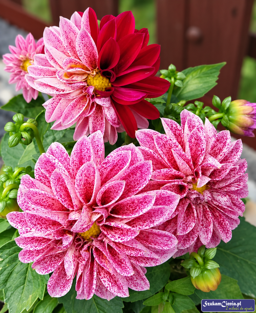 dalia