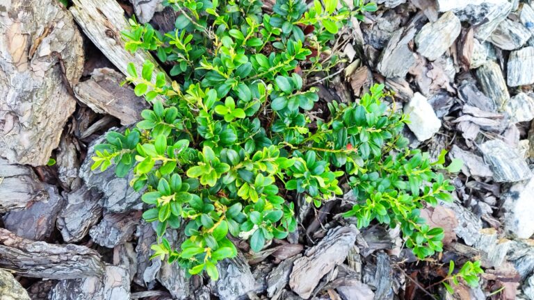 Borówka brusznica – leśna porcja zdrowia