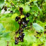 Porzeczka czarna – jak i kiedy ciąć aby lepiej owocowała?