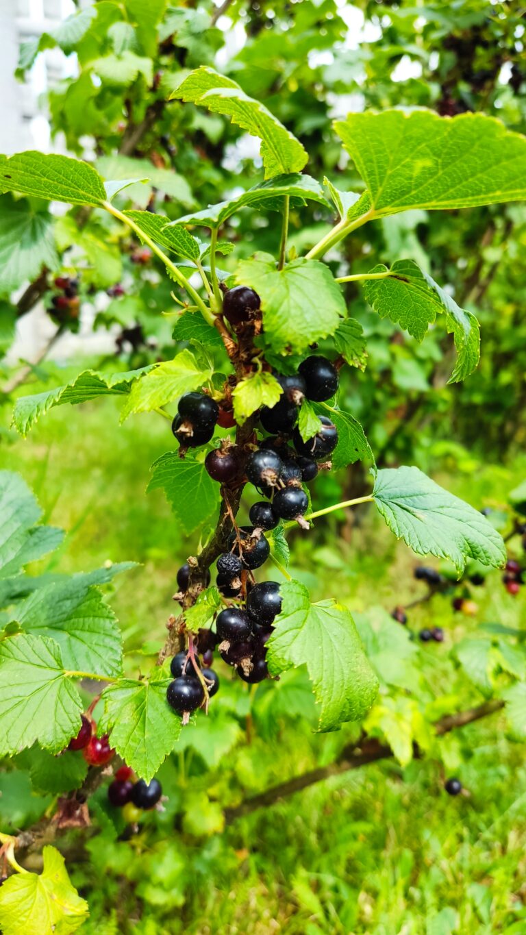 Porzeczka czarna – jak i kiedy ciąć aby lepiej owocowała?