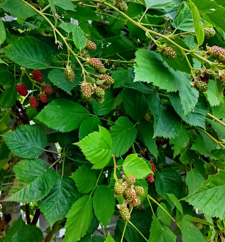 Cięcie jeżyny bezkolcowej – jak i kiedy ciąć ?