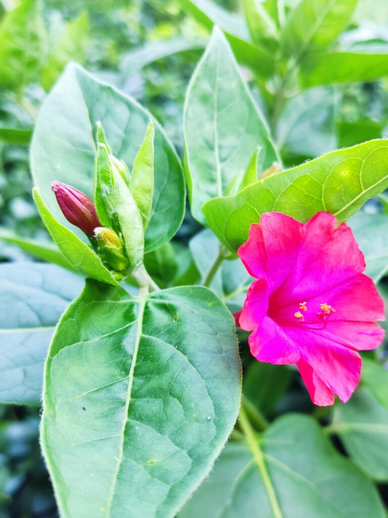 Dziwaczek – nocna piękność, którą warto mieć w swoim ogrodzie.