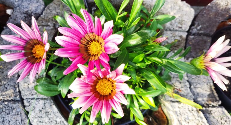 Wysiew nasion kwiatów – dalie i gazanie