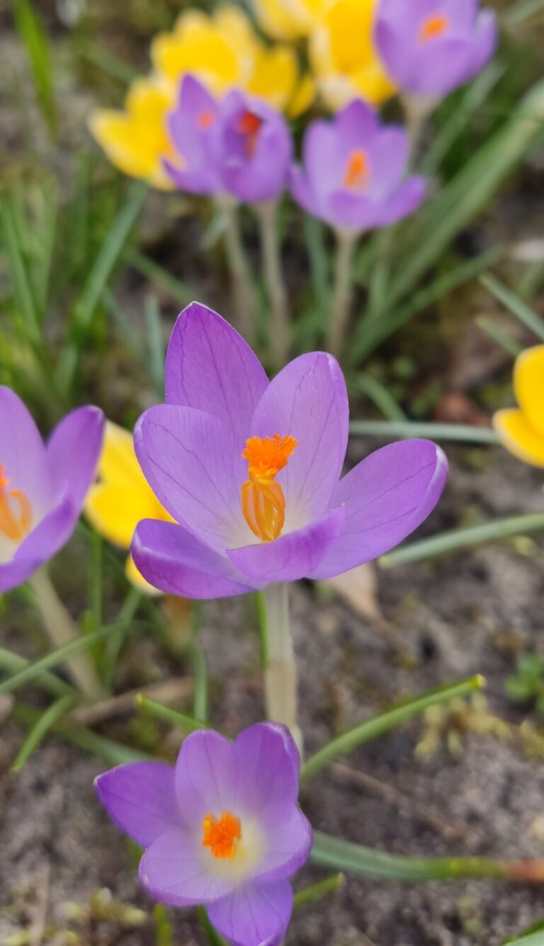Szafrany – Krokusy na miarę wiosny