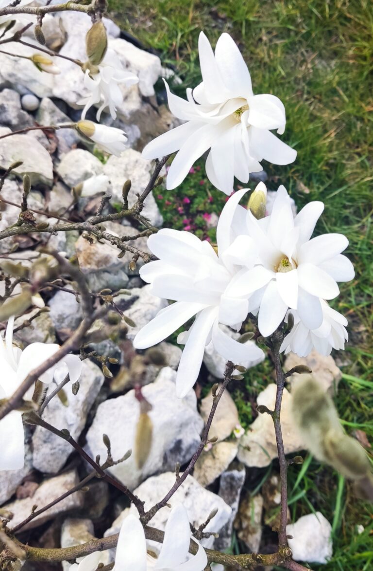 Magnolia gwieździsta – wschodząca gwiazda wśród drzew.