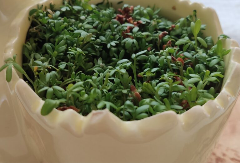 Rzeżucha ogrodowa – czy siać ją tylko przed Wielkanocą?