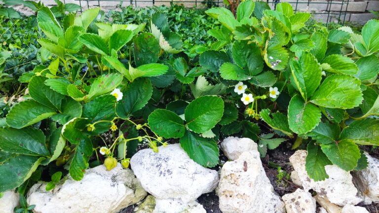 Jak wiosną zadbać o truskawki na naszych grządkach ??