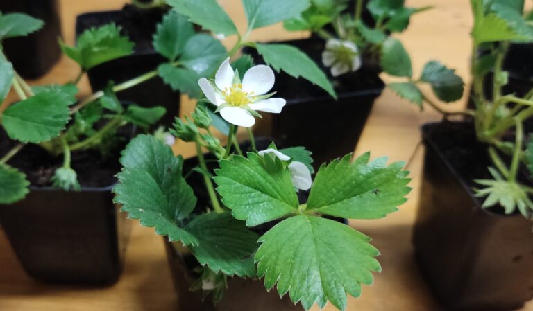 Kiedy sadzić truskawki? Wiosną czy latem?