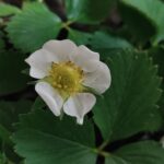 Szara pleśń truskawki – jak się przed nią uchronić?