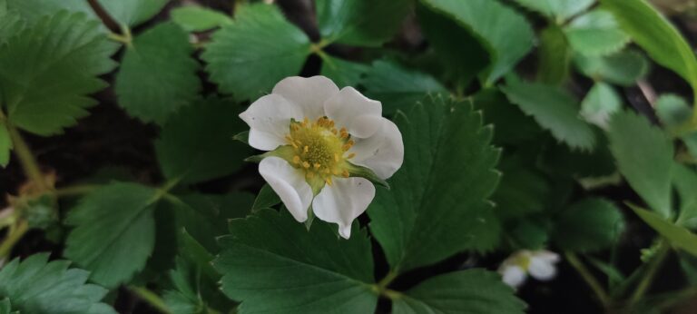 Szara pleśń truskawki – jak się przed nią uchronić?