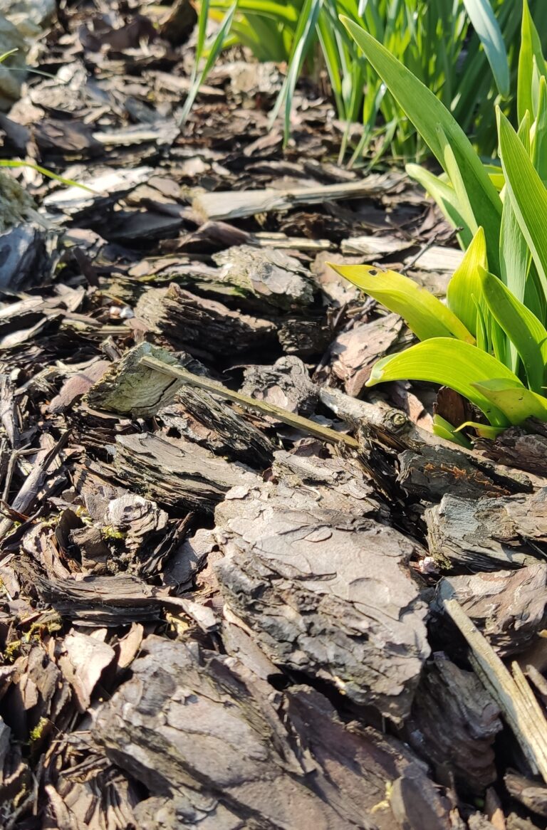 Ściółkowanie – czym ściółkować grządki ?