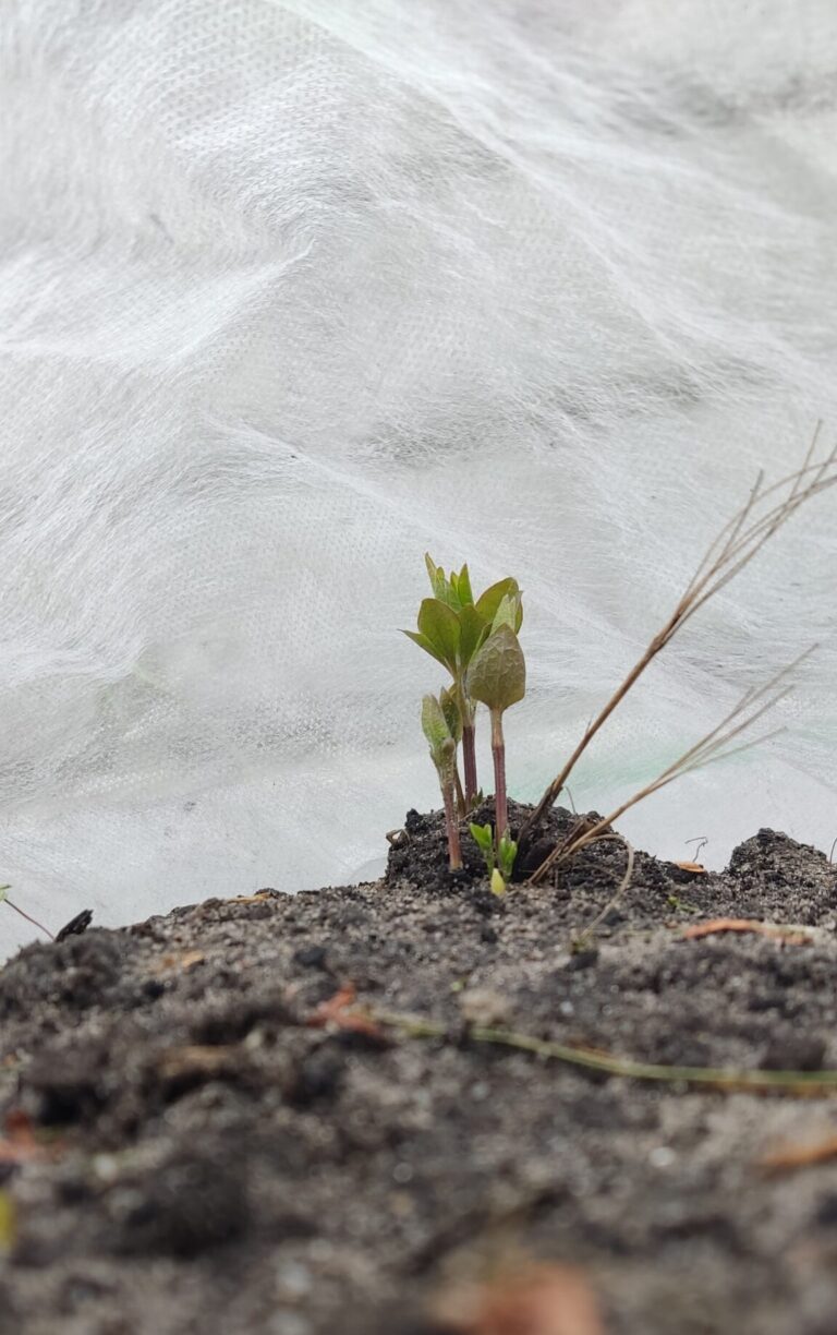 Kilka słów na temat włókniny białej.