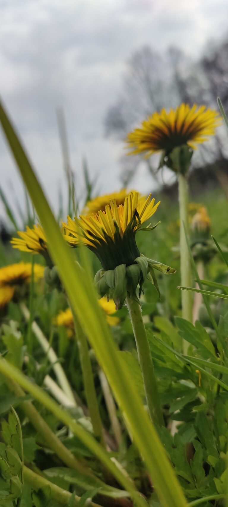 Syrop z mniszka lekarskiego – na kaszel i chrypkę