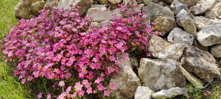 Skalnica Arendsa- mało wymagająca roślina na skalniak i obrzeża rabat.