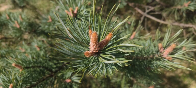 Syrop z pędów sosny – pomocny przy bólach gardła i kaszlu