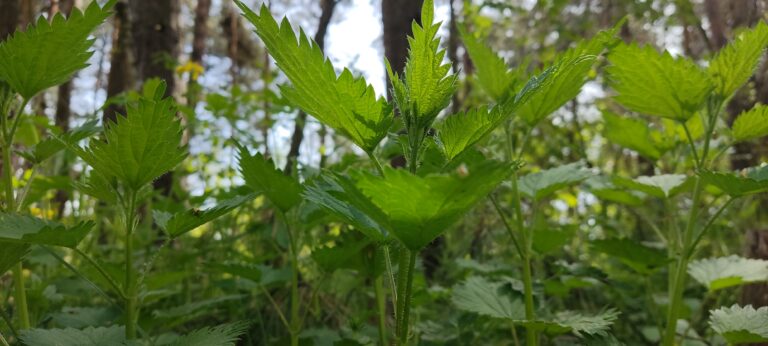 Gnojówka z pokrzywy – tajna broń ogrodnika