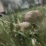 Ślimaki w ogrodzie – jak się ich pozbyć ? Czyli nie chemiczne sposoby walki ze ślimakami