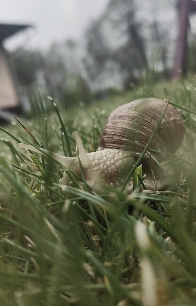 Ślimaki w ogrodzie – jak się ich pozbyć ? Czyli nie chemiczne sposoby walki ze ślimakami