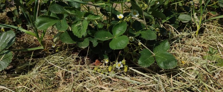 Skoszona trawa dobra do ściółkowania roślin