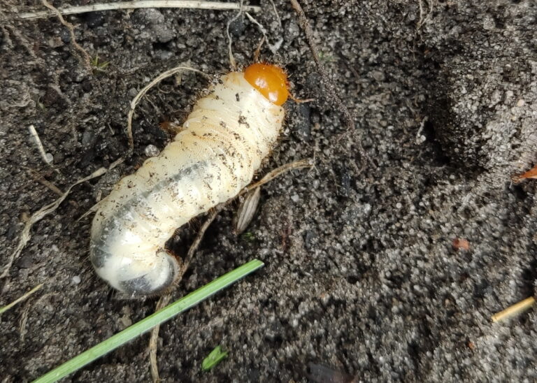 Pędraki – jak z nimi walczyć nie używając chemii?