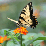 paź królowej na werbenie