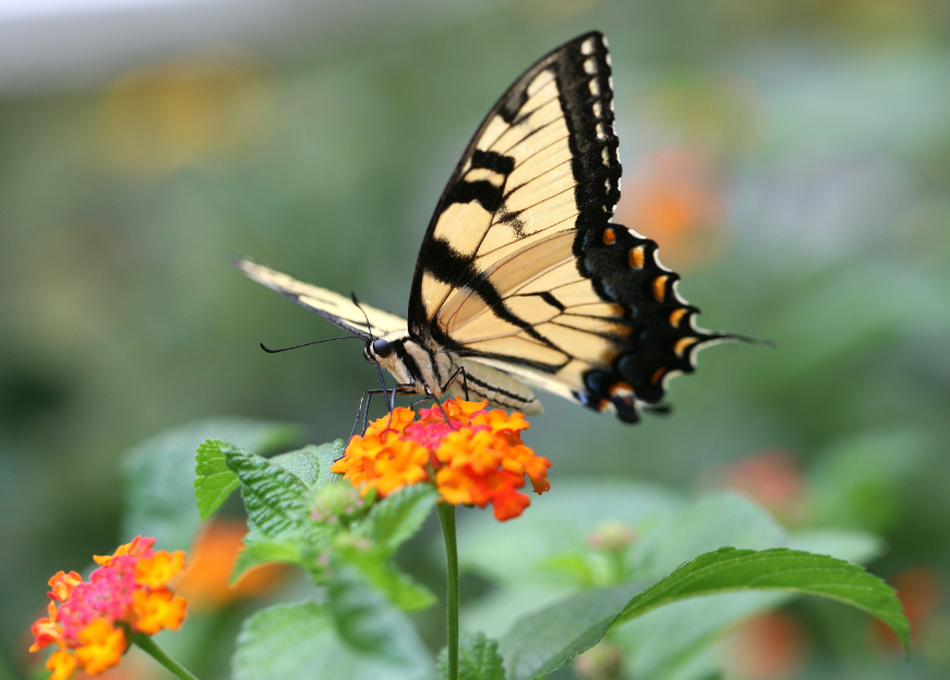 paź królowej na werbenie