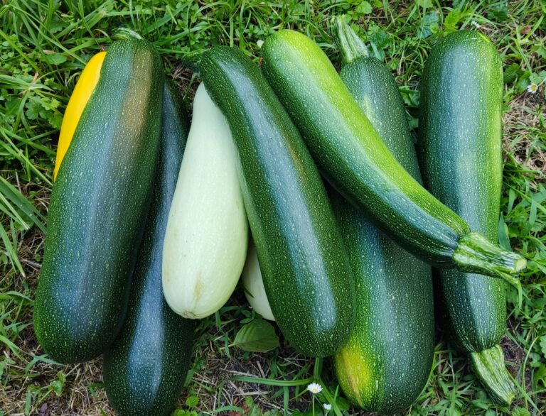 Cukinia –  jak co roku obsypana owocami. Czyli jak uprawiać cukinię by rodziła nam cały sezon?