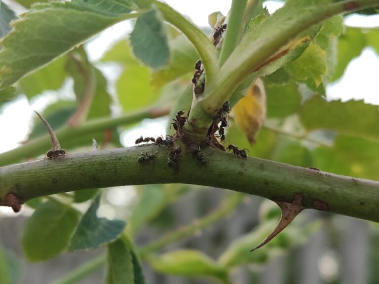 Mrówki – jaką pełnią rolę w naszym ogrodzie ?