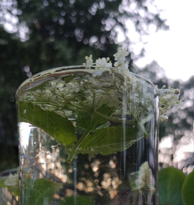 Lemoniada z kwiatów bzu czarnego- sposób na nadchodzące upały