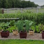 Ciekawe rozwiązania w moim warzywniku.