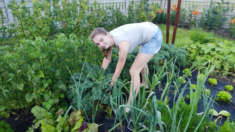 Pielęgnacja warzywnika w lipcu