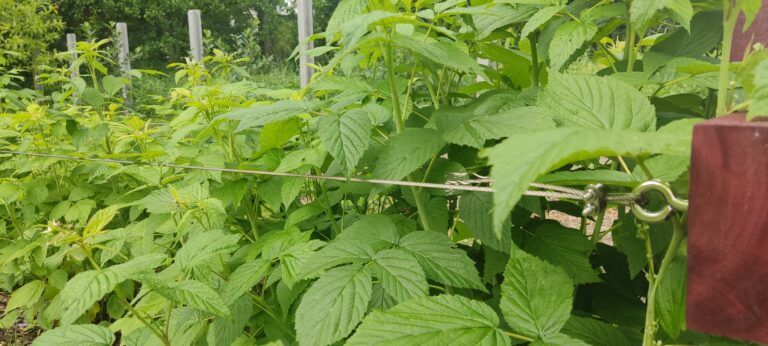 Mój sposób na prowadzenie malin.