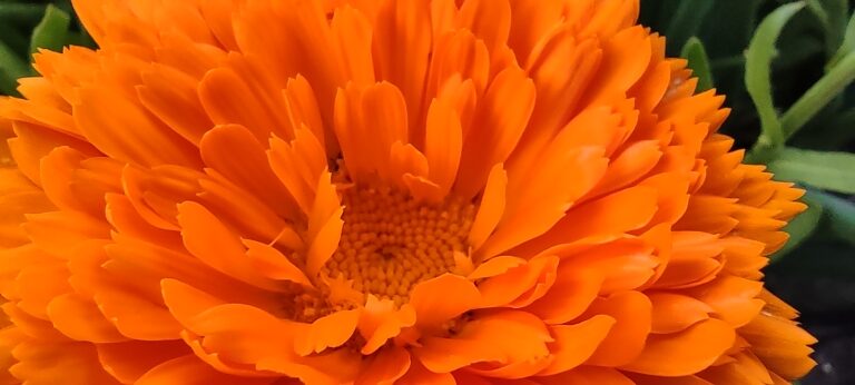 Dlaczego warto uprawiać kwiaty w warzywniku?