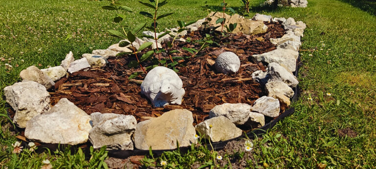 Jak wykonałam renowację rabaty z krzewami owocowymi?