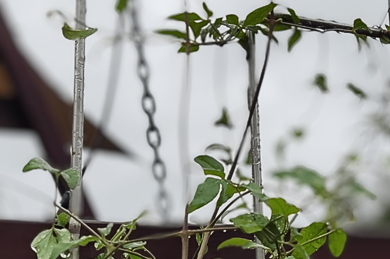 Mój projekt DIY – Kratownica na Powojnik: Ożywienie ogrodu!