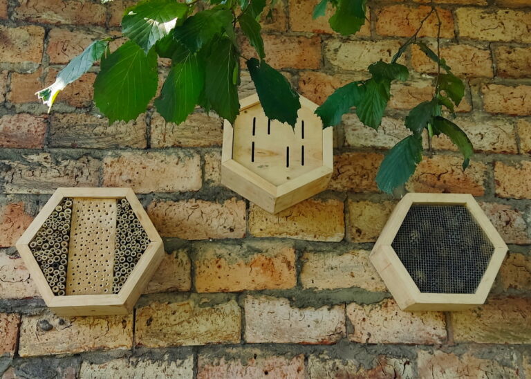 Jak zbudować hotel dla owadów w swoim ogrodzie?