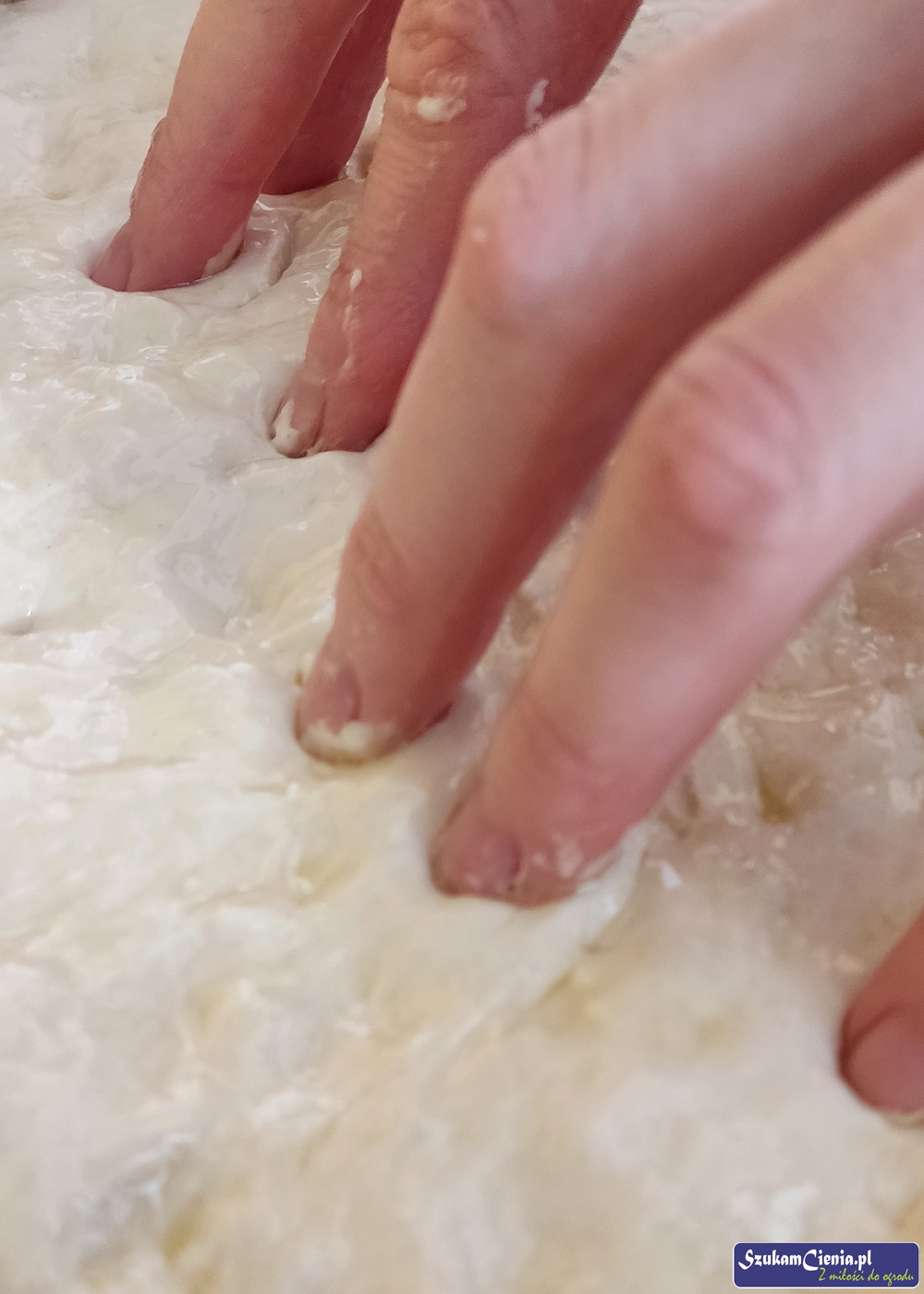 ciasto focaccio delikatnie dziurawione palcami